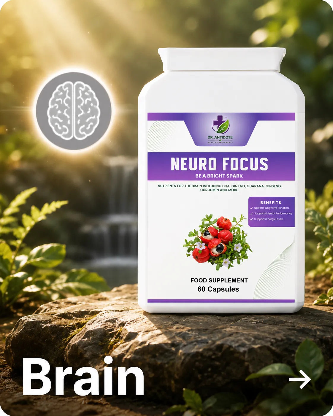 Brain